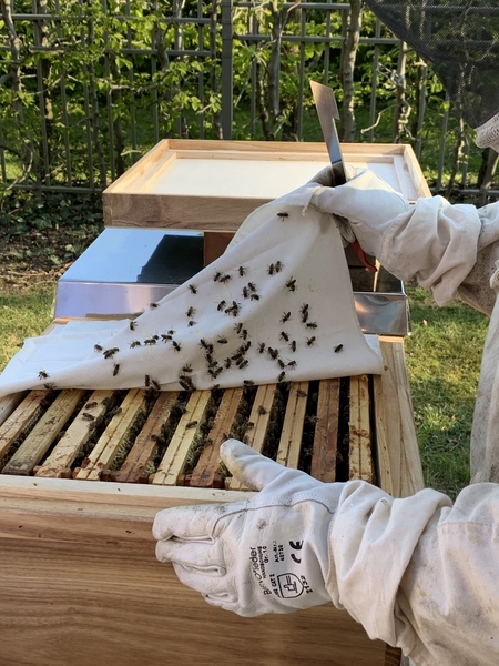Der TRAVE-Imker kontrolliert den Bienenstock.