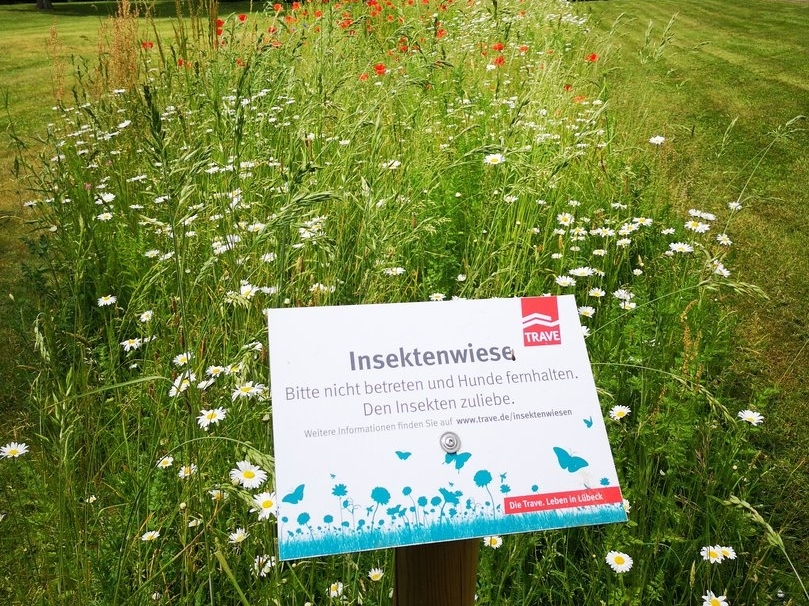 Informationstafel an einer der Insektenwiesen der TRAVE.